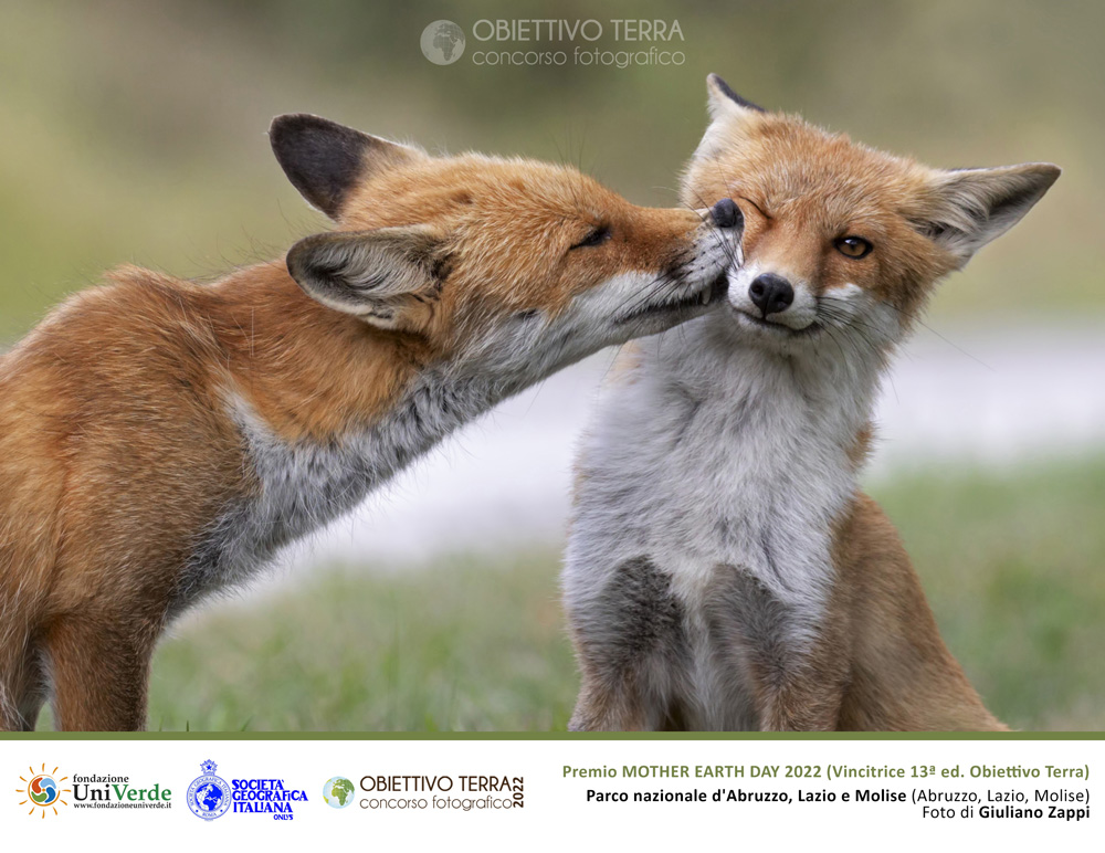 OBIETTIVO TERRA 2022: vince Giuliano Zappi con la foto del bacio romantico tra due volpi nel Parco Nazionale d’Abruzzo, Lazio e Molise.