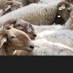“Sentieri antichi, cultura e canti sulle vie dei pastori” Roma – S. Pietro in Vincoli, 17 Maggio alle 18.30